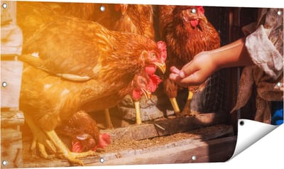 Gards Tuinposter Kippen Krijgen te Eten - 120x60 cm - Tuindoek - Tuindecoratie - Wanddecoratie buiten - Tuinschilderij