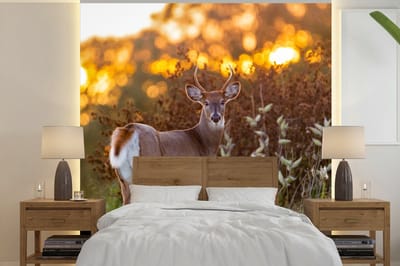 Behang - Fotobehang Hert - Planten - Zonsondergang - Wilde dieren - Natuur - Breedte 300 cm x hoogte 300 cm