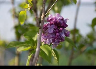 Syringa vulg. 'Charles Joly' - Gewone Sering ,Vaak Ook Verkeerdelijk Jasmijn Genoemd 60- 70 cm in pot