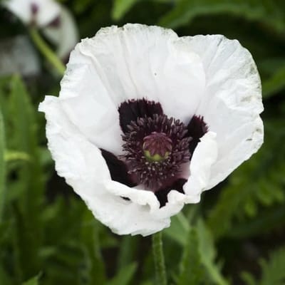 Oosterse klaproos (Papaver orientale) - Royal Wedding – - Snijbloemen - bloeit in Mei