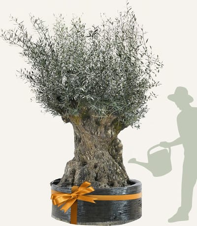 Evergreens - Olijfboom - Olea europaea - 'Bonsai' - 180/200 - Olea Europea - Olijfboom op stam in net - Winterhard - Groenblijvend - Olijven - Voeding