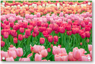 Tulpenveld in Nederland - Tuinposter 120x80 - Wanddecoratie - Landschap - Natuur - Bloemen