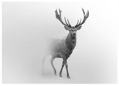 WALLARENA - Fotobehang - 150x105 cm - Herten in de mist voor slaapkamer en woonkamer, wanddecoratie