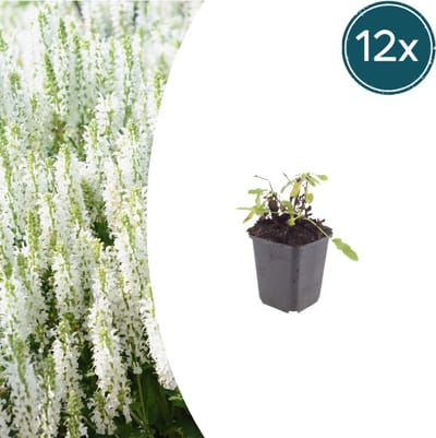 Tuinplantenshop.com | Salvia n. 'Schneehugel' | 12 stuks - Ø9cm - 10-25cm hoog - Tuinplant