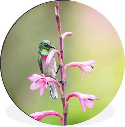 WallCircle - Wandcirkel - Muurcirkel - Close-up van een kleurrijke vogel op een roze tak met roze bloemen - Aluminium - Dibond - 60x60 cm - Binnen en Buiten