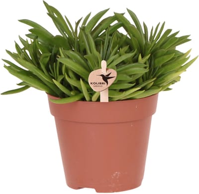 Kolibri Greens | Groene kamerplant - Succulent Happy Beam - potmaat Ø12cm - vers van de kweker