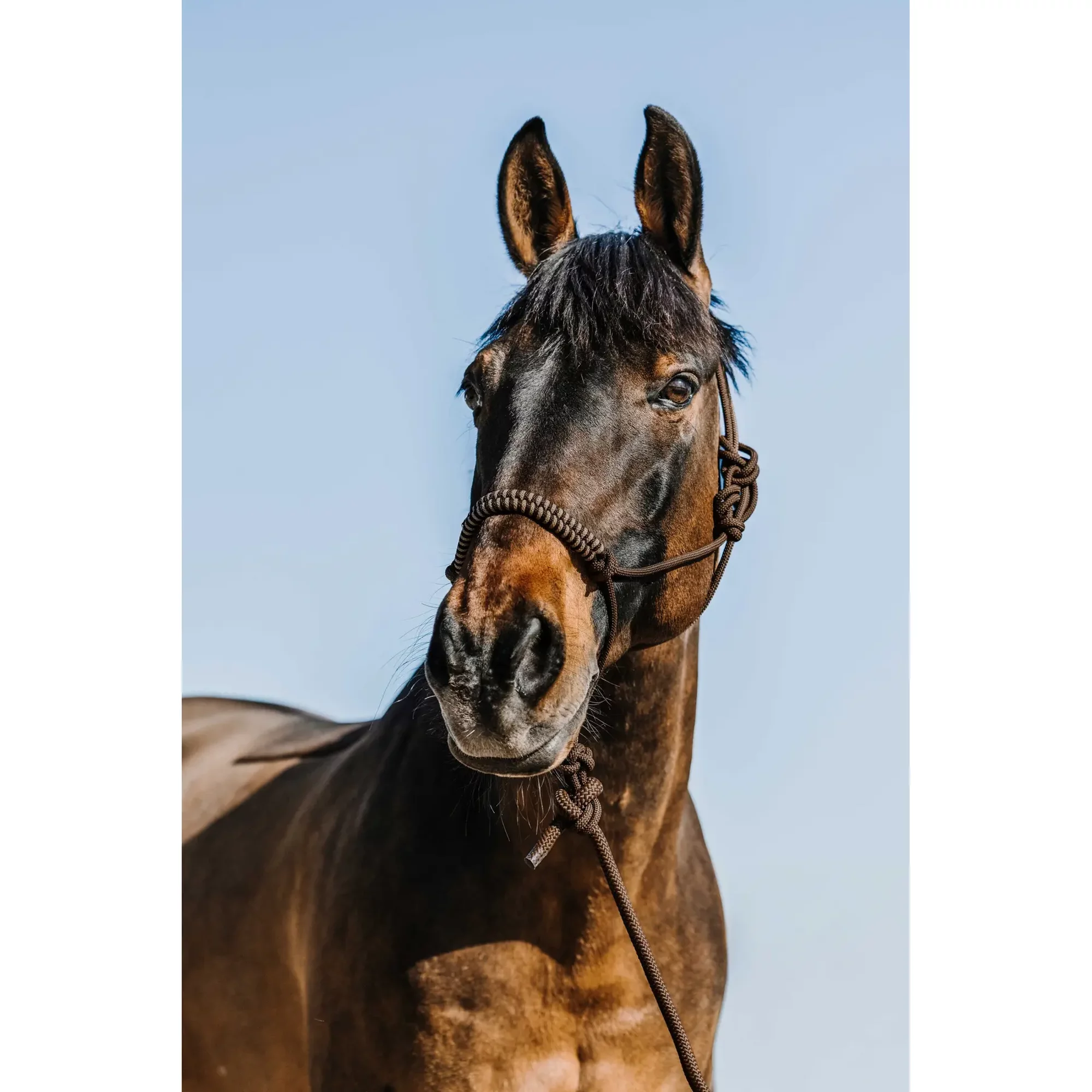 Halster en touwset voor paarden Norton Deco