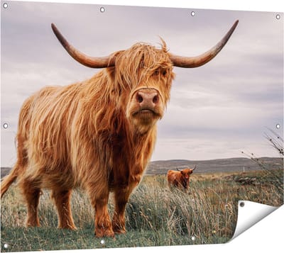 Gards Tuinposter Schotse Hooglander Koeien in de Wei - 120x90 cm - Tuindoek - Tuindecoratie - Wanddecoratie buiten - Tuinschilderij