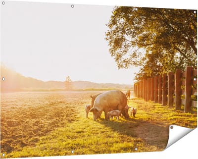Gards Tuinposter Varken Familie - Varkens - 150x100 cm - Tuindoek - Tuindecoratie - Wanddecoratie buiten - Tuinschilderij
