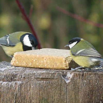 Aniculis - VEGAN Vetblok met pinda's voor tuinvogels (300g) | Pindavetblok zonder palmolie | 100% plantaardige ingrediënten | Tuinvogelvoer | Geschikt voor elk seizoen