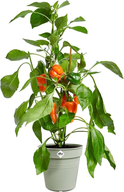 Elho Bloempot Growpot - Kunststof - Steengroen - Diam.4xh37cm
