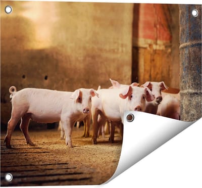 Gards Tuinposter Varkens op een Boerderij Stal - 50x40 cm - Tuindoek - Tuindecoratie - Wanddecoratie buiten - Tuinschilderij