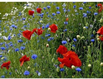 Veldbloemen zaad - Old Dutch 1 kilo - 500 m2 - klaproos - korenbloem - margriet - echte kamille - bijen - vlinders - biodiversiteit - ecologisch