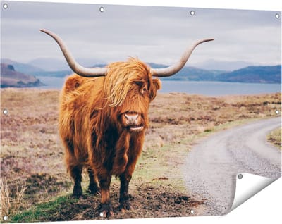 Gards Tuinposter Schotse Hooglander Koe op de Weg - 120x80 cm - Tuindoek - Tuindecoratie - Wanddecoratie buiten - Tuinschilderij
