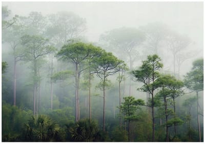 WALLARENA - Fotobehang - 150x105 cm - 3D bos mist bomen groen voor slaapkamer en woonkamer