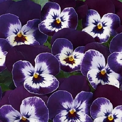 Violen Twix Purple Face