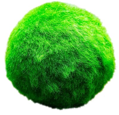 vdvelde.com - Marimo mosbal 3 cm - 10 stuks - Levende waterplant voor aquarium & vijver - Reinigt water en vermindert algen - Onderhoudsvriendelijk en duurzaam