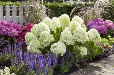 Hydrangea pan. 'Little Spooky' - Set van 4 - Dwerghortensia - Witte Bloem