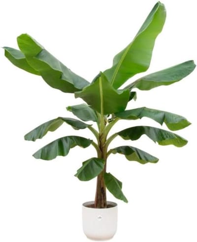 Bananenplant met pot - Tropische plant - Interieur verfraaien - Exotische uitstraling - 1 stuk - Groen