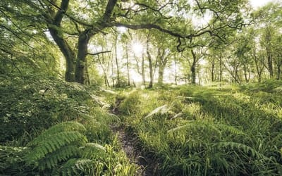 Fotobehang - Mystic Path 400x250cm - Vliesbehang