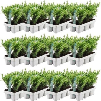Plants by Frank - 72 hulstplanten winterhard | 72 x Ø7 cm - 15 cm | Ilex crenata Jenny | haagplanten | buxus vervanger | Tuinplanten | Planten