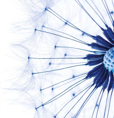 Fotobehang Dandelion | XL - 208cm x 146cm | 130g/m2 Vlies