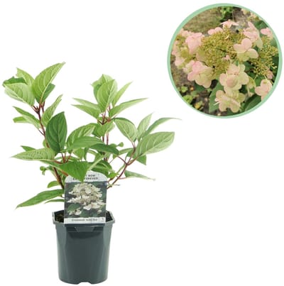Green boutiQ - Pluim Hortensia - Hydrangea panniculata Wims Red - Bloem Wit Rood - 1 Plant - Bladverliezend - Grote Bloemen - Pot 17cm Hoogte 50cm