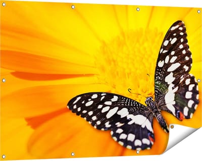 Gards Tuinposter Vlinder op een Oranje Bloem - 120x80 cm - Tuindoek - Tuindecoratie - Wanddecoratie buiten - Tuinschilderij