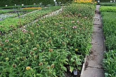 6x Zonnehoed - Echinacea purp. Ruby Giant' | 9x9 cm pot