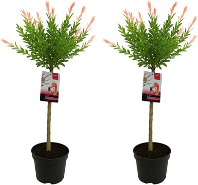 Bloomique - Set van 2 - Salix Integra Flamingo - Bonte Wilg - Tuinplanten - Winterhard - Hoogte 80-100 cm - Pot 19cm