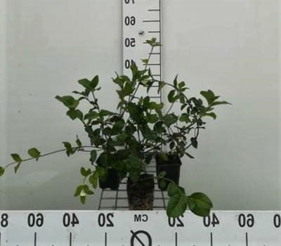 Kruipende Kardinaalsmuts - Bodembedekker Struik - Tuin Aankleden - Winterhard Laagblijvend - 12 x pot 9x9 cm - Groen