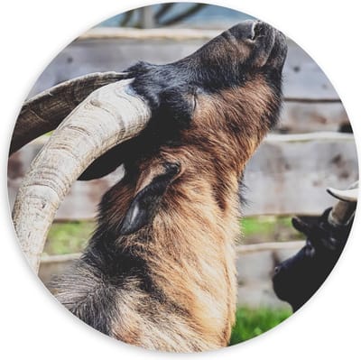 Forex Wandcirkel - Bruine Bok voor Hek - 100x100cm Foto op Wandcirkel (met ophangsysteem)