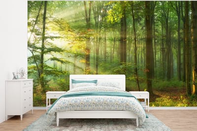 Behang - Fotobehang Zon - Bos - Bomen - Natuur - Herfst - Breedte 350 cm x hoogte 260 cm