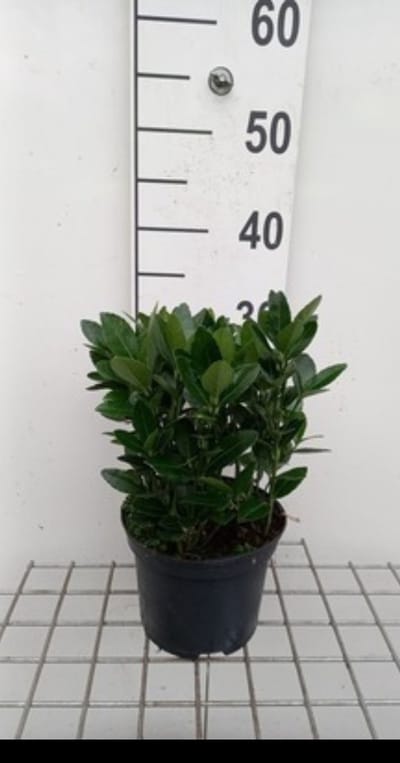 2 x Euonymus japonicus - Japanse Kardinaalshoed 25- 30 cm in pot
