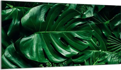TMK ArtDeko - Beschermende Glasplaat - Monstera - 90x52 cm - Meerdere Toepassingen