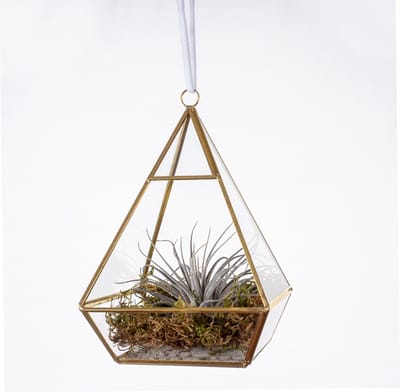WinQ- Terrarium Piramide goud/glas 13.5x13.5x21cm- voorzijde open- incl. plant en koord