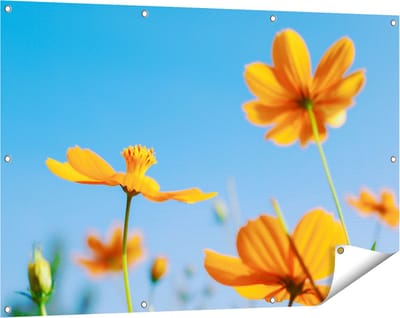 Gards Tuinposter Oranje Cosmea Bloemen - 120x80 cm - Tuindoek - Tuindecoratie - Wanddecoratie buiten - Tuinschilderij