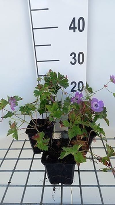 6x Ooievaarsbek - Geranium wall. 'Silvia's Surprise'® | 9x9 cm pot