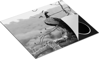 Chefcare Inductie Beschermer Pauw in de Bomen - Zwart Wit - 60x50 cm - Afdekplaat Inductie - Kookplaat Beschermer - Inductie Mat