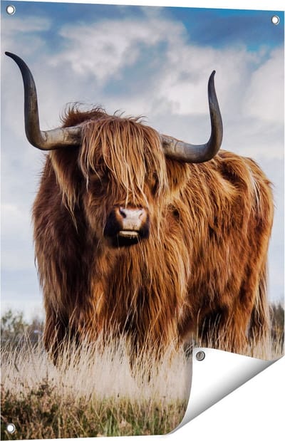 Gards Tuinposter Schotse Hooglander Koe - Kleur - 60x80 cm - Tuindoek - Tuindecoratie - Wanddecoratie buiten - Tuinschilderij