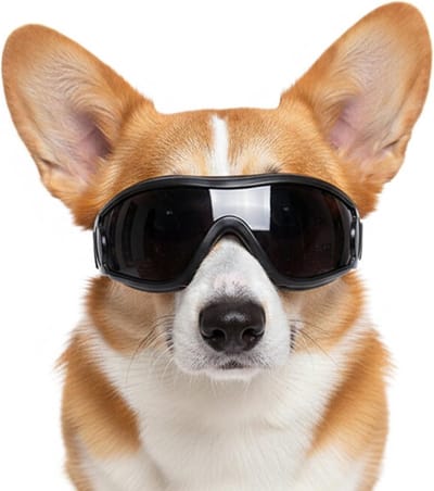 Hondenbril - Veiligheidsbril huisdier - Bescherming buiten - UV-bescherming en winddicht - Kleine tot middelgrote hond - Zwart frame grijs