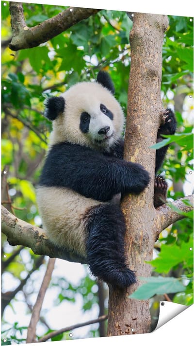 Gards Tuinposter Panda in de Bomen - 120x180 cm - Tuindoek - Tuindecoratie - Wanddecoratie buiten - Tuinschilderij