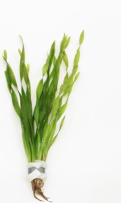 Moerings Vallisneria Asiatica | Schroefvallisneria | In Bos met Loodje
