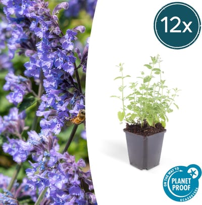 Tuinplantenshop.com | Nepeta 'Six Hills Giant' | 12 stuks - Ø9cm - 10-25cm hoog - Tuinplant