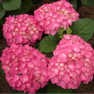 Hydrangea Macrophylla 'Freudenstein' - Hortensia - 25-30 cm in pot: Hortensia met grote bolvormige bloemen, kleurt van roze naar blauw.
