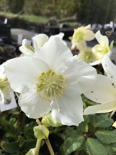 6 x Helleborus niger 'Praecox' - Kerstroos - P9 Pot (9 x 9cm) - Dima Vaste Planten