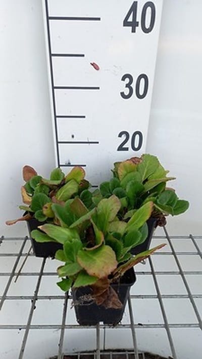 6x Schoenlappersplant - Bergenia hybr. 'Abendglut' ( 'evening glow') | 9x9 cm pot
