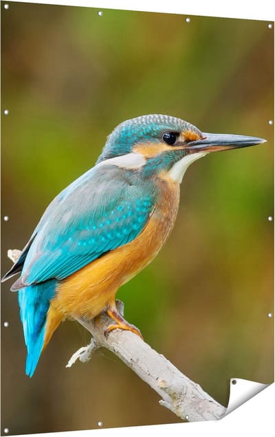 Gards Tuinposter Blauwe IJsvogel op een Tak - 120x160 cm - Tuindoek - Tuindecoratie - Wanddecoratie buiten - Tuinschilderij