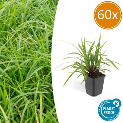 60x Japanse zegge 'Irish Green' Carex morrowii, onderhoudsvriendelijke buitenplant