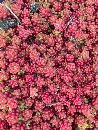 Vetplanten Sedum Album - Bodembedekker Planten - Tuin Decoratie - Laagblijvende Groei - 6 Stuks - Groen Roze